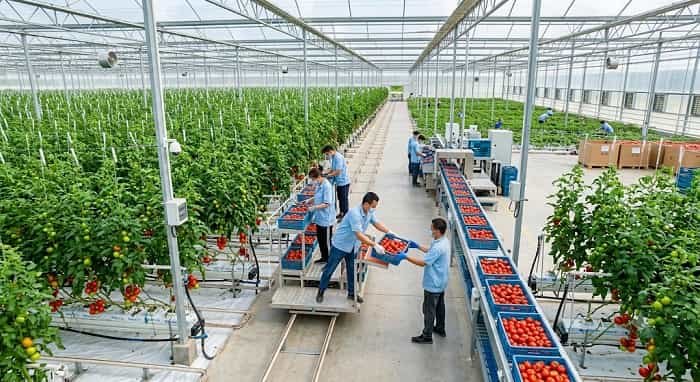 Tomato Producing